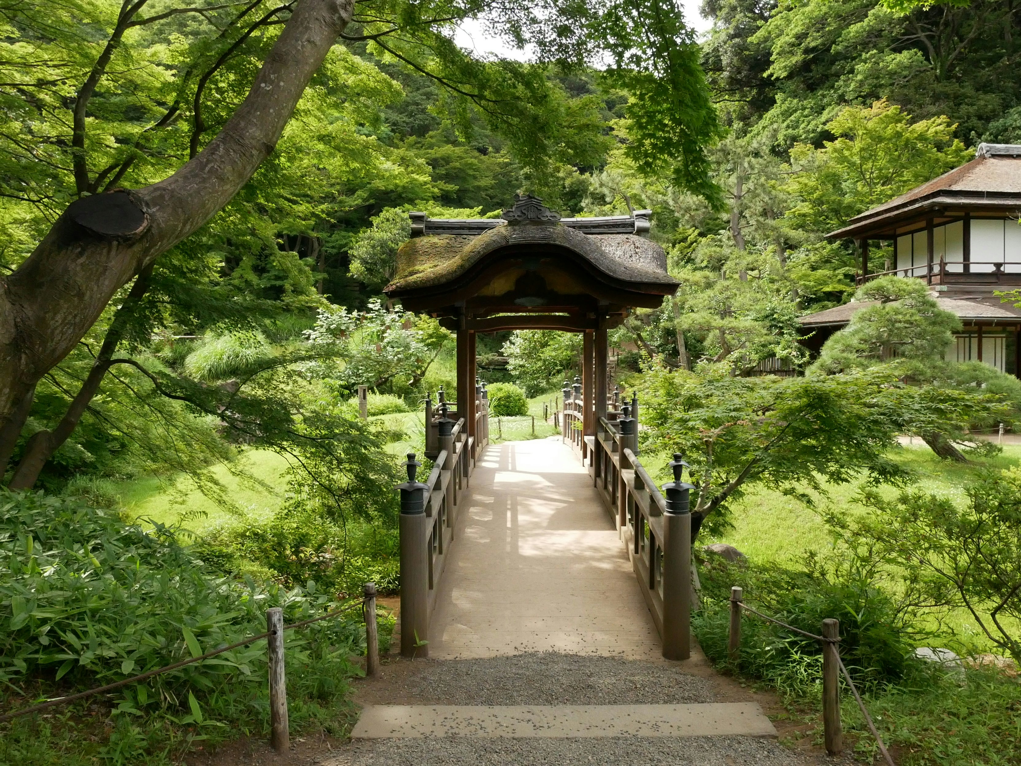 Traditional Japanese garden with cherry blossoms